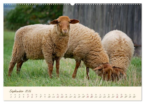 Produktbild: Coburger Fuchsschaf (Wandkalender 2026 DIN A2 quer), CALVENDO Monatskalender