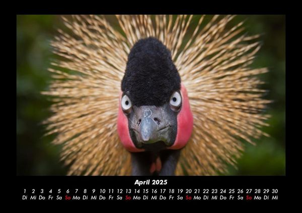 Produktbild: Welt der V&ouml;gel 2025 Fotokalender DIN A3