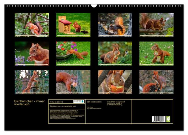 Produktbild: Eichh&ouml;rnchen - immer wieder s&uuml;&szlig; (Wandkalender 2026 DIN A2 quer), CALVENDO Monatskalender