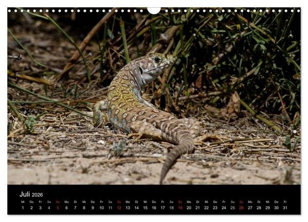 Produktbild: Reptilienkalender 2026 (Wandkalender 2026 DIN A3 quer), CALVENDO Monatskalender