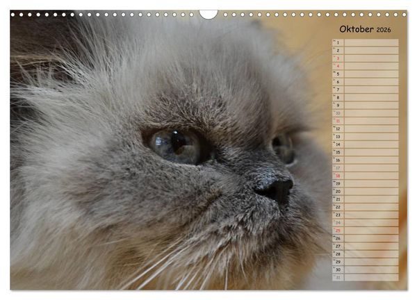 Produktbild: Katzen im Portr&auml;t / Geburtstagskalender (Wandkalender 2026 DIN A3 quer), CALVENDO Monatskalender