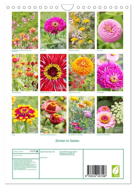 Produktbild: Zinnien im Garten (Wandkalender 2026 DIN A4 hoch), CALVENDO Monatskalender