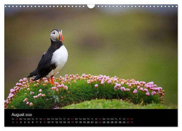 Produktbild: ATLANTIC PUFFINS OF SCOTLAND (Wall Calendar 2026 DIN A3 landscape), CALVENDO 12 Month Wall Calendar