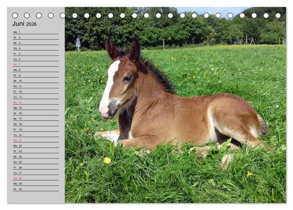 Produktbild: Das Shire Horse. Impressionen (Tischkalender 2026 DIN A5 quer), CALVENDO Monatskalender