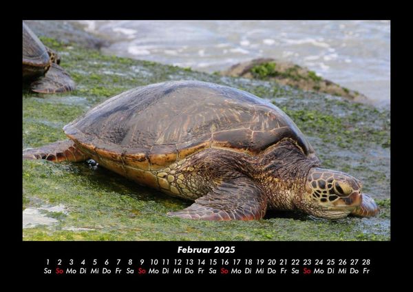 Produktbild: Schildkr&ouml;tenzauber 2025 Fotokalender DIN A3