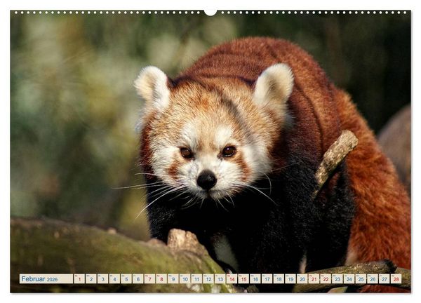 Produktbild: Kleiner Panda auf Entdeckungstour (Wandkalender 2026 DIN A2 quer), CALVENDO Monatskalender