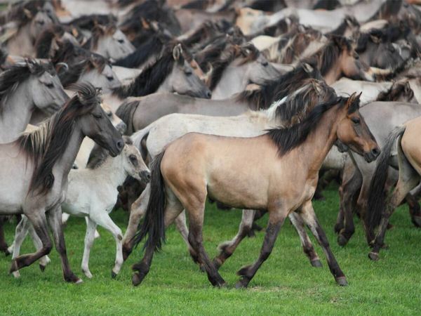 Produktbild: CALVENDO Puzzle D&uuml;lmener Wildpferde | 1000 Teile Lege-Gr&ouml;&szlig;e 64x48cm Foto-Puzzle f&uuml;r gl&uuml;ckliche Stunden
