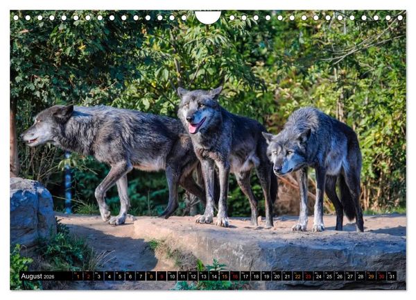 Produktbild: W&ouml;lfe - sie sind wieder da (Wandkalender 2026 DIN A4 quer), CALVENDO Monatskalender