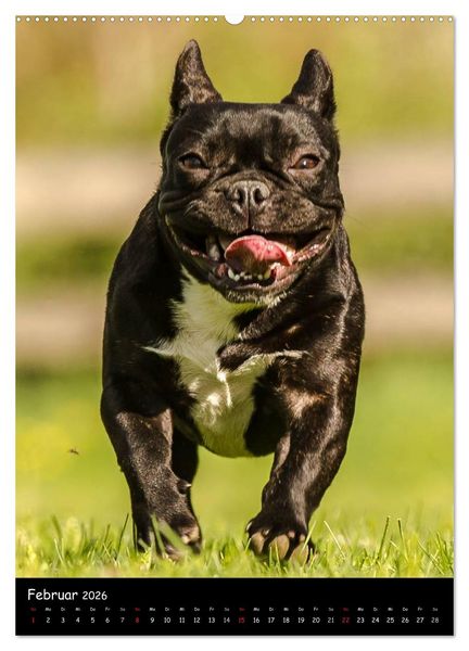 Produktbild: Franz&ouml;sische Bulldoggen - Eine Bully Liebeserk&auml;rung (Wandkalender 2026 DIN A2 hoch), CALVENDO Monatskalender