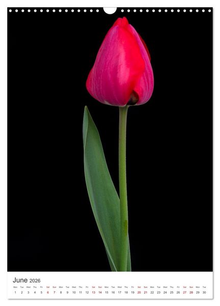 Produktbild: Springtime in my garden (Wall Calendar 2026 DIN A3 portrait), CALVENDO 12 Month Wall Calendar