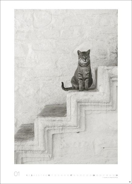 Produktbild: Cats Edition Kalender 2027