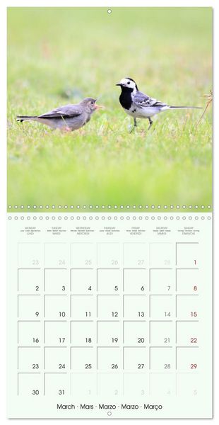 Produktbild: La parade des plumes (Calendrier mural carr&eacute; 2026 30x30 cm) Calendrier double avec une page pour vos prises de notes