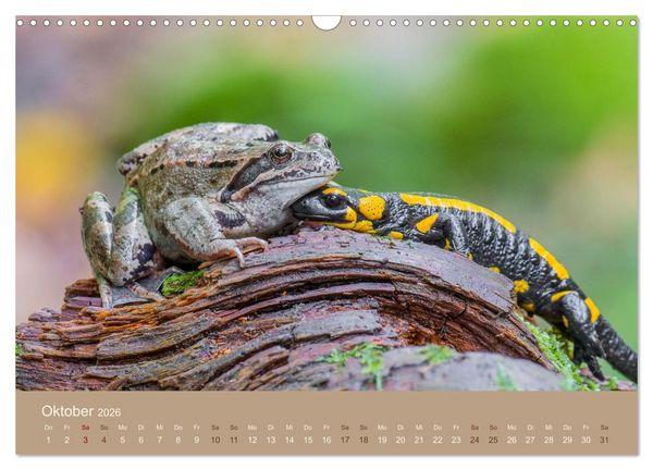 Produktbild: Jenseits der Z&auml;une (Wandkalender 2026 DIN A3 quer), CALVENDO Monatskalender
