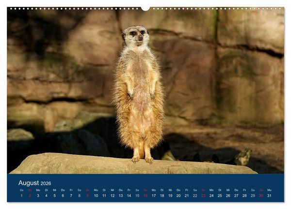 Produktbild: Erdm&auml;nnchen - Zusammen sind wir stark (Wandkalender 2026 DIN A2 quer), CALVENDO Monatskalender