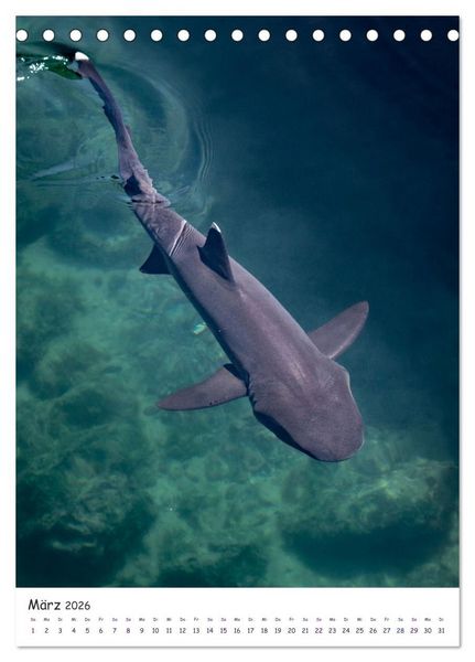 Produktbild: Wildlife - Die Tierwelt der Galapagos Inseln (Tischkalender 2026 DIN A5 hoch), CALVENDO Monatskalender