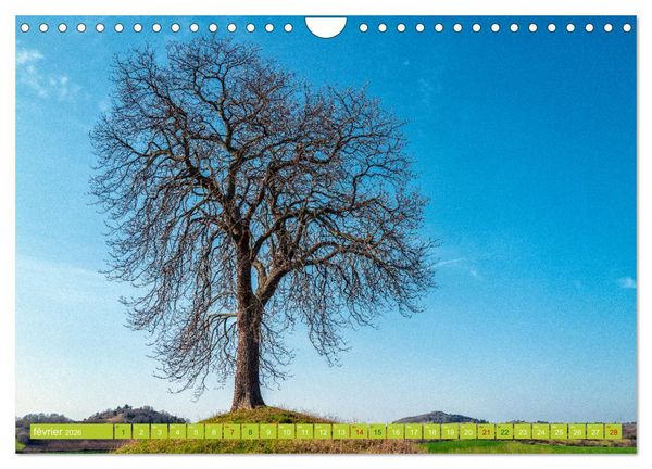 Produktbild: Solitude verdoyante (Calendrier mural 2026 DIN A4 vertical), CALVENDO calendrier mensuel