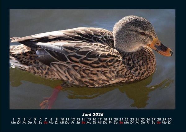 Produktbild: Enten 2026 Fotokalender DIN A4