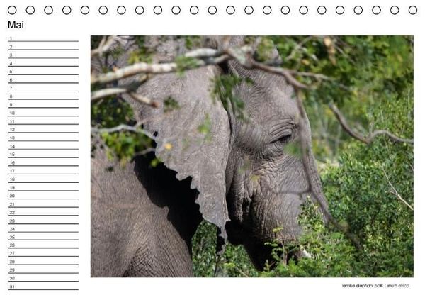 Produktbild: begegnungen - elefanten im s&uuml;dlichen afrika (Tischkalender immerw&auml;hrend DIN A5 quer)