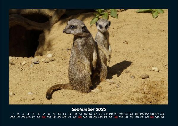 Produktbild: Welt der Tiere 2025 Fotokalender DIN A4