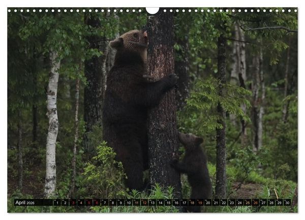 Produktbild: Die grandiose Tierwelt von Finnland (Wandkalender 2026 DIN A3 quer), CALVENDO Monatskalender