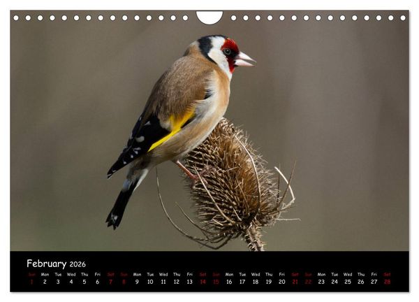 Produktbild: Popular garden birds of the united kingdom (Wall Calendar 2026 DIN A4 landscape), CALVENDO 12 Month Wall Calendar
