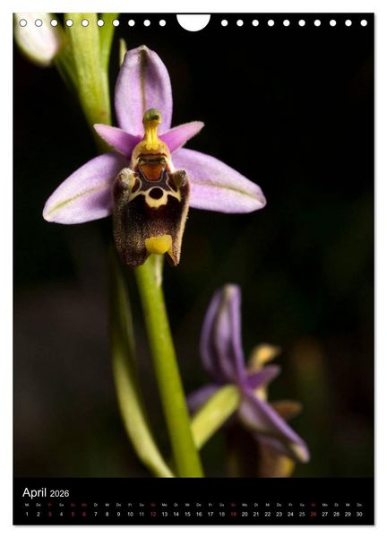 Produktbild: WILDBLUMEN (Wandkalender 2026 DIN A4 hoch), CALVENDO Monatskalender
