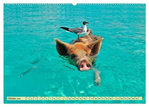 Produktbild: Lustig und verr&uuml;ckt - der ganz andere Tierkalender (hochwertiger Premium Wandkalender 2026 DIN A2 quer), Kunstdruck in Hochglanz
