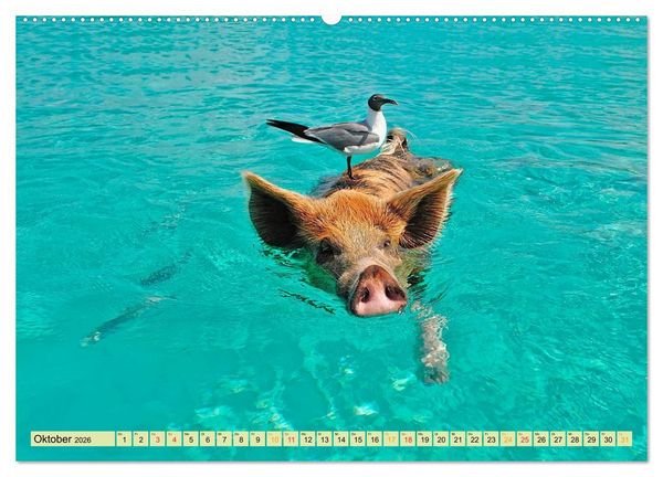 Produktbild: Lustig und verr&uuml;ckt - der ganz andere Tierkalender (Wandkalender 2026 DIN A2 quer), CALVENDO Monatskalender