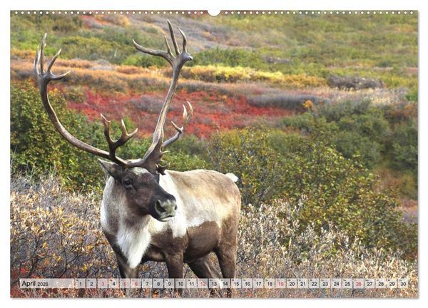 Produktbild: Alaska und Kanada (hochwertiger Premium Wandkalender 2026 DIN A2 quer), Kunstdruck in Hochglanz