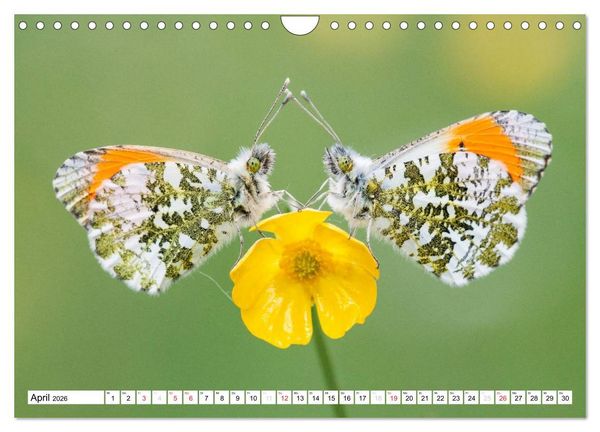 Produktbild: Tiermomente (Wandkalender 2026 DIN A4 quer), CALVENDO Monatskalender
