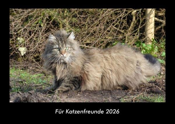 Produktbild: F&uuml;r Katzenfreunde 2026 Fotokalender DIN A3
