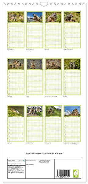 Produktbild: Familienplaner 2026 - Alpenmurmeltiere - Stars vor der Kamera mit 5 Spalten (Wandkalender, 21 x 45 cm) CALVENDO