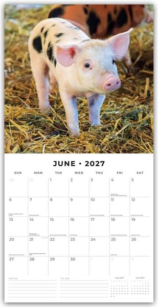 Produktbild: Pigs & Piglets &ndash; Schweine & Ferkel 2027 &ndash; 16-Monatskalender