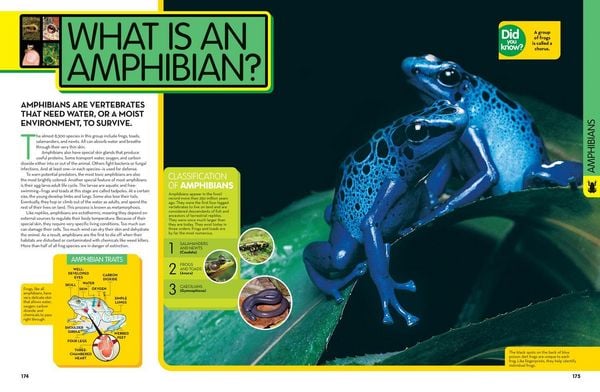 Produktbild: Animal Encyclopedia