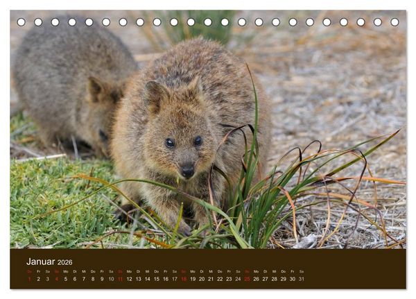 Produktbild: Beuteltiere Australiens (Tischkalender 2026 DIN A5 quer), CALVENDO Monatskalender