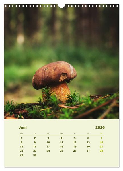 Produktbild: Wundersame Welt der Pilze (Wandkalender 2026 DIN A3 hoch), CALVENDO Monatskalender