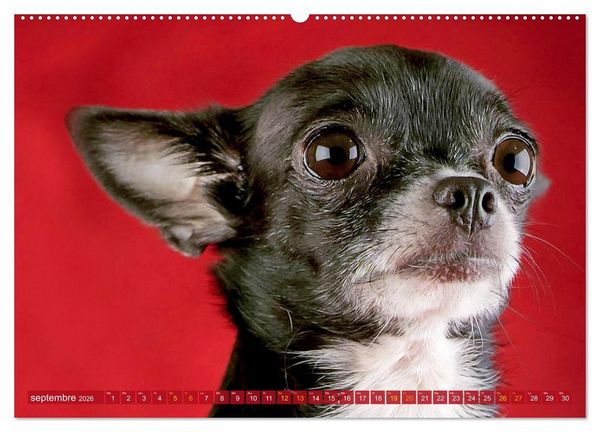Produktbild: Chihuahua : petit, mais costaud (Calendrier mural 2026 DIN A2 vertical) calendrier de bureau