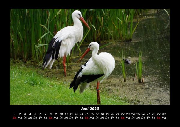 Produktbild: Welt der V&ouml;gel 2025 Fotokalender DIN A3