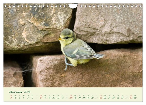 Produktbild: Elternzeit - das Familienleben der Blaumeisen (Wandkalender 2026 DIN A4 quer), CALVENDO Monatskalender
