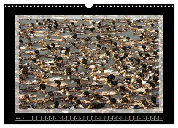 Produktbild: Kerala - Impressionen aus S&uuml;dindien (Wandkalender 2026 DIN A3 quer), CALVENDO Monatskalender
