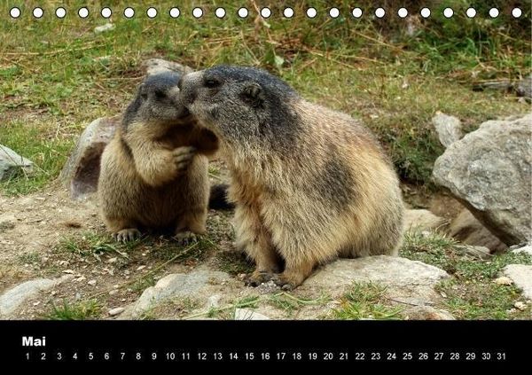 Produktbild: Schweizer Alpen (Tischkalender immerw&auml;hrend DIN A5 quer)