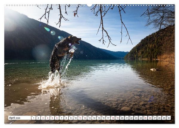 Produktbild: Ein Hundejahr in Bildern (Wandkalender 2026 DIN A2 quer), CALVENDO Monatskalender