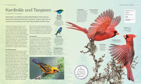 Produktbild: V&ouml;gel - Eine Natur- und Kulturgeschichte
