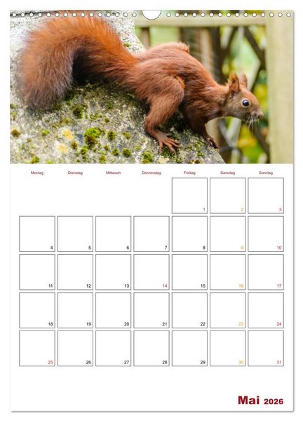 Produktbild: Eichh&ouml;rnchen Planer 2026 (Wandkalender 2026 DIN A3 hoch), CALVENDO Monatskalender