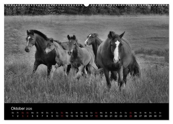 Produktbild: Pferde 2026 Wild Thing (Wandkalender 2026 DIN A2 quer), CALVENDO Monatskalender