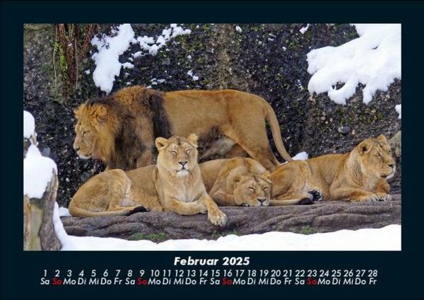 Produktbild: L&ouml;wen in der Wildnis 2025 Fotokalender DIN A5