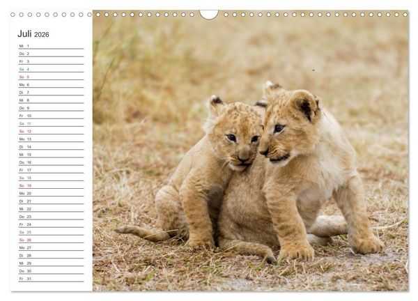 Produktbild: Emotionale Momente: L&ouml;wenbabys - so s&uuml;&szlig;. (Wandkalender 2026 DIN A3 quer), CALVENDO Monatskalender