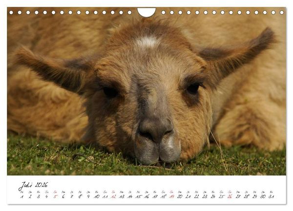 Produktbild: DIE LAMAS VON DER LAHN (Wandkalender 2026 DIN A4 quer), CALVENDO Monatskalender