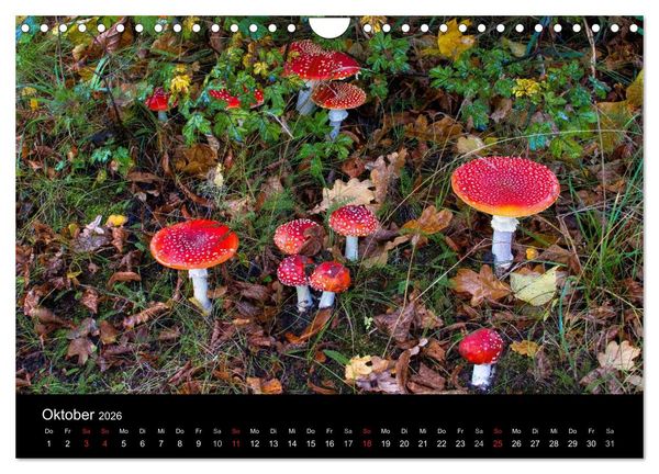 Produktbild: Pilze (Wandkalender 2026 DIN A4 quer), CALVENDO Monatskalender