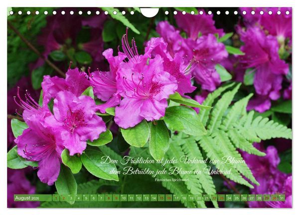 Produktbild: Rhododendren und Poesie (Wandkalender 2026 DIN A4 quer), CALVENDO Monatskalender
